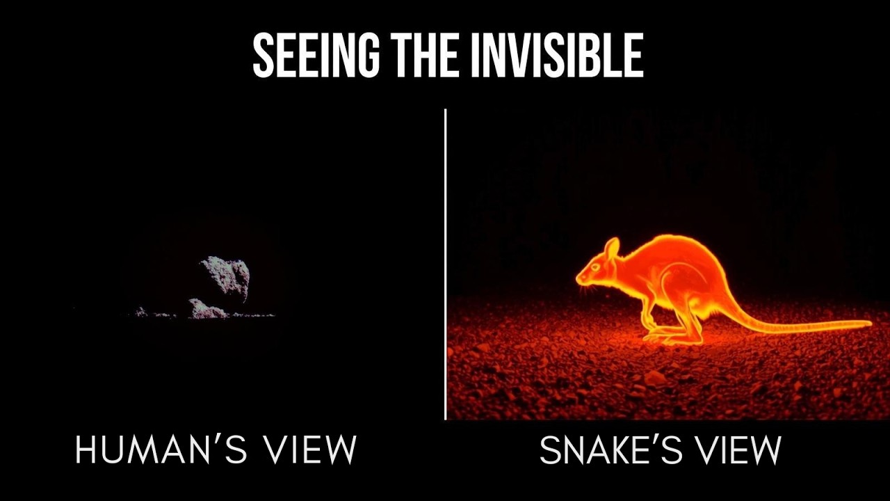Simulating a Snake's Heat Vision