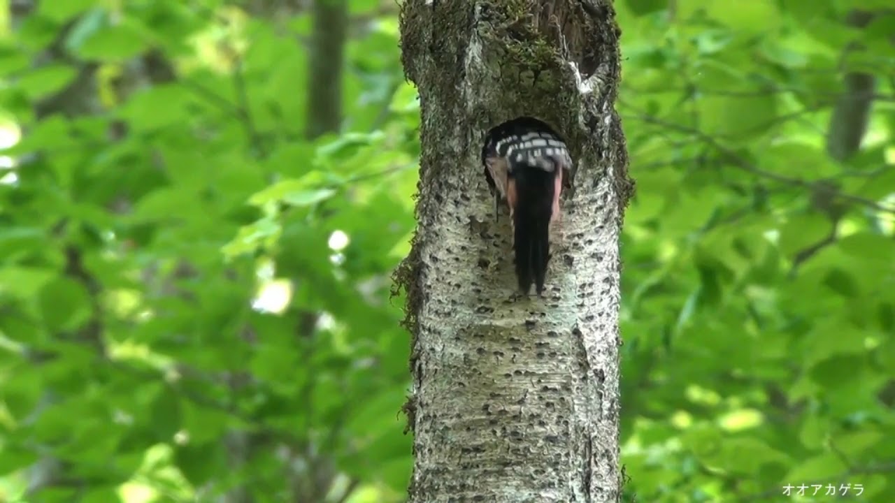 四季の野鳥　風景とあわせて紹介しています