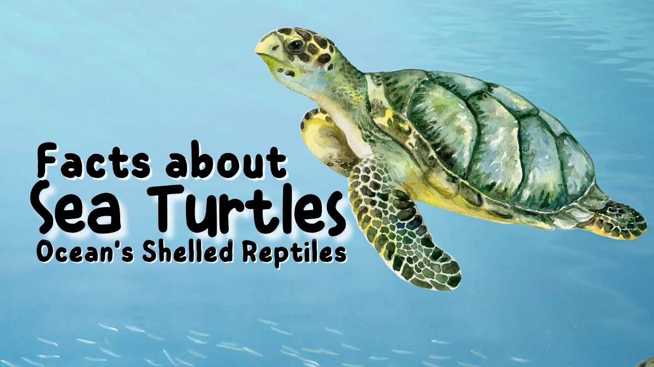 The Sea Turtle | Kids educational video
