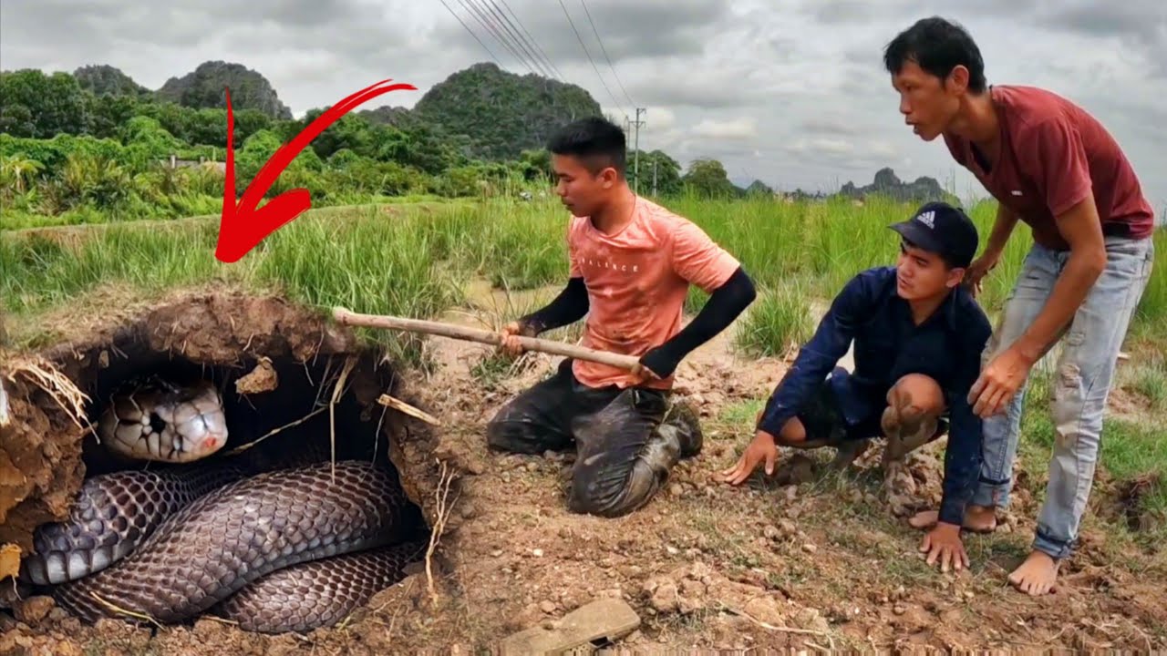 Brave Hunter Catch 1000 Cobras With Bare Hands