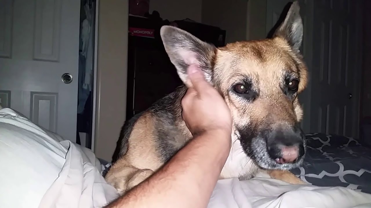 German Shepherd waking up the owner 6.20 am  in his  day off