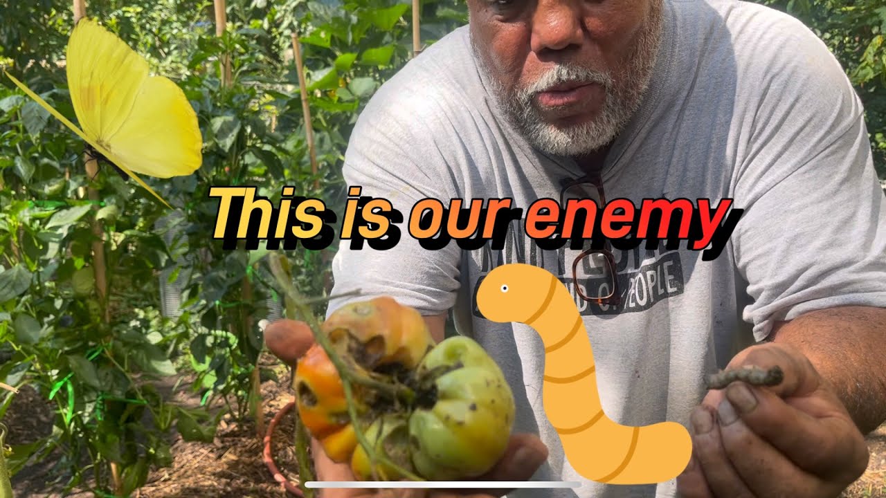 Tomato Moth Mayhem: A Gardener's Nightmare