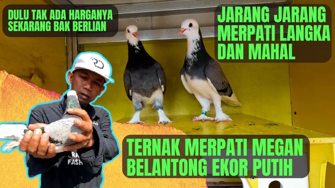 Grebeg PeTernak Merpati Unik dan Mewah Spesialis Megan Belantong Ekor Putih