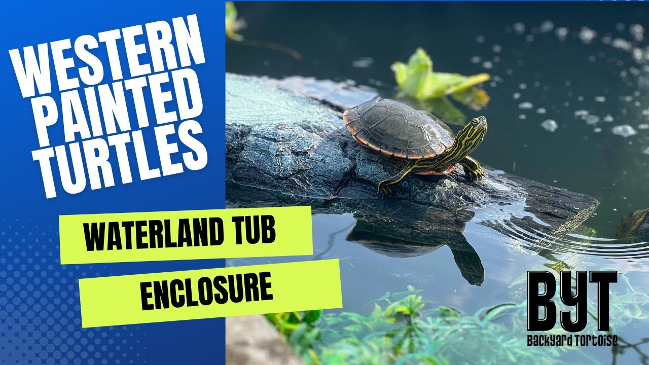 How-we set up Western Painted turtles in a Waterland tub