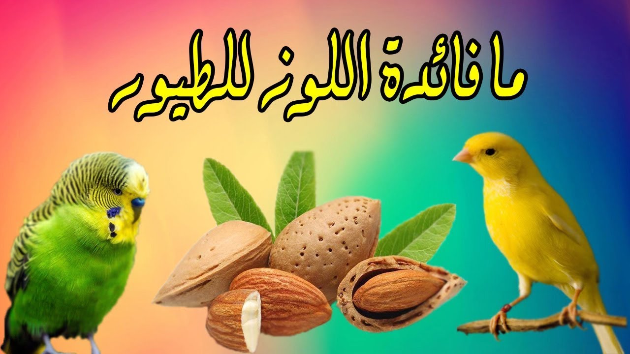 ما فائدة اللوز للطيور ؟ و ماهي طريقة تقديمه ؟