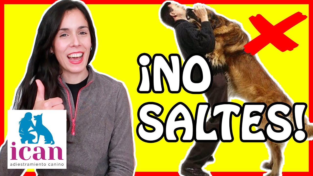 ¿CÓMO EVITAR que mi PERRO SALTE ENCIMA? | ERRORES y TRUCOS 100% EFECTIVOS.