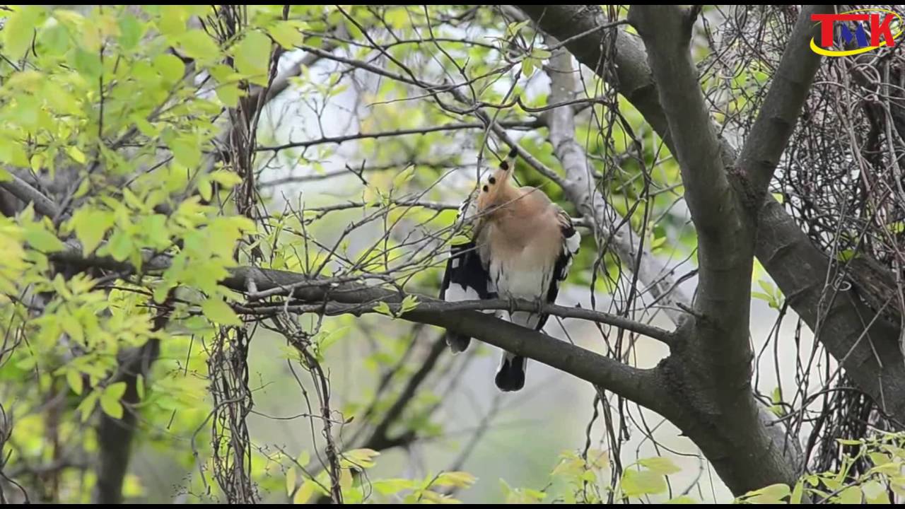 Photos beautiful wild Hoopoe [ World Birdsong 2016 ]