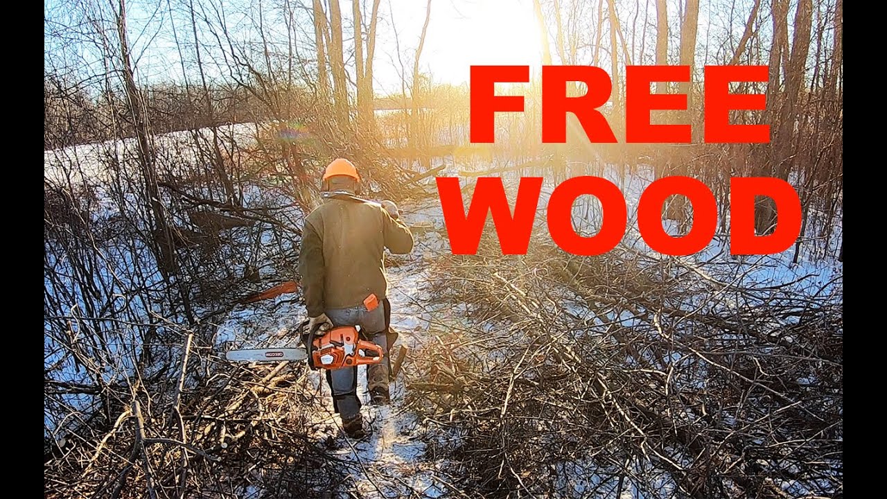 FREE ASH and OAK firewood cut!