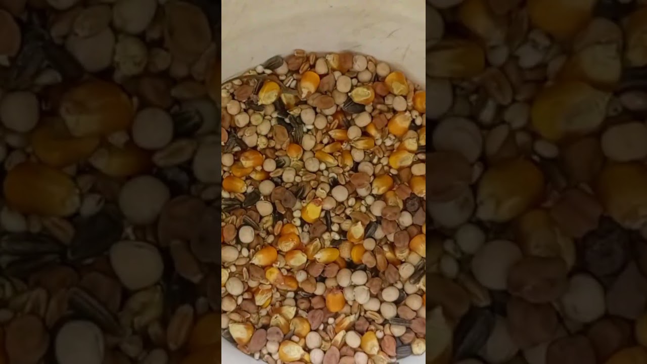 Pigeon making mixed feed #pigeonfeed #pigeonpigeon #pigeonkabutar #babybird #youtubeshorts