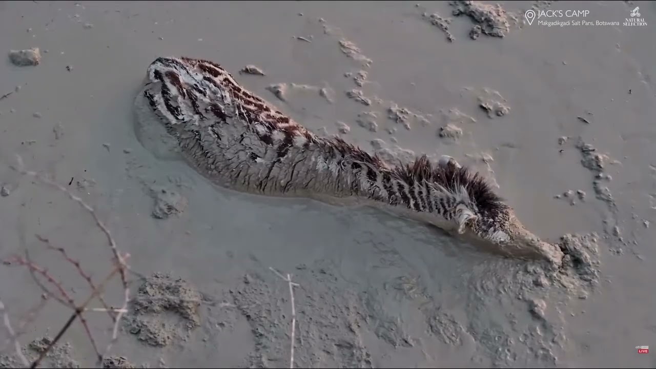 ZEBRA😢@Jack&rsquo;s Camp, Makgadikgadi, Botswana  2025/10/26