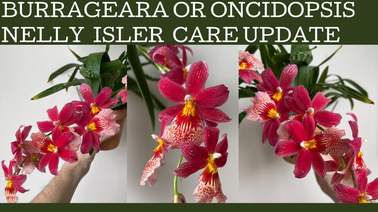 Oncidopsis or Burrageara Nelly Isler care update: I've learned a few things!