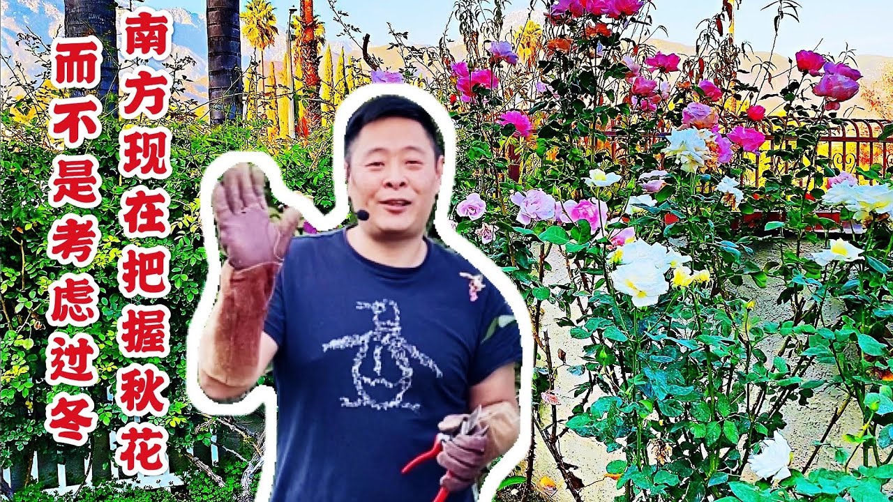 （园艺篇146）月季玫瑰过冬？11月末了！跟着我把握第二波秋花！玫瑰精细修剪！