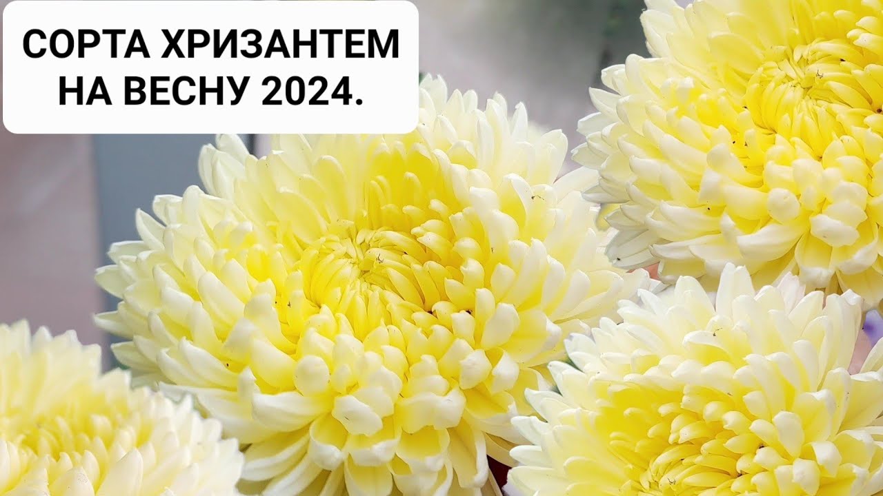 СОРТА ХРИЗАНТЕМ ЗИМОСТОЙКИХ СОРТОВ НА ВЕСНУ 2024. ПРИГЛАШАЮ ПОЛЮБОВАТЬСЯ КРАСОТОЙ МОЕЙ ХРИЗАНТЕМЫ.