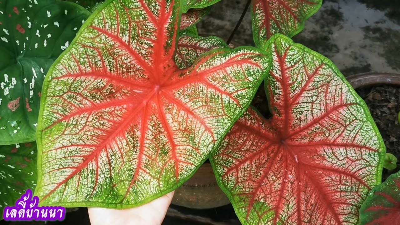 ไม่น่าเชื่อ!!! จะงามเร็วขนาดนี้ บอนสีแตกกอดี วิธีย้ายบอนสีให้รอดและโตเร็ว แชร์เลย!!