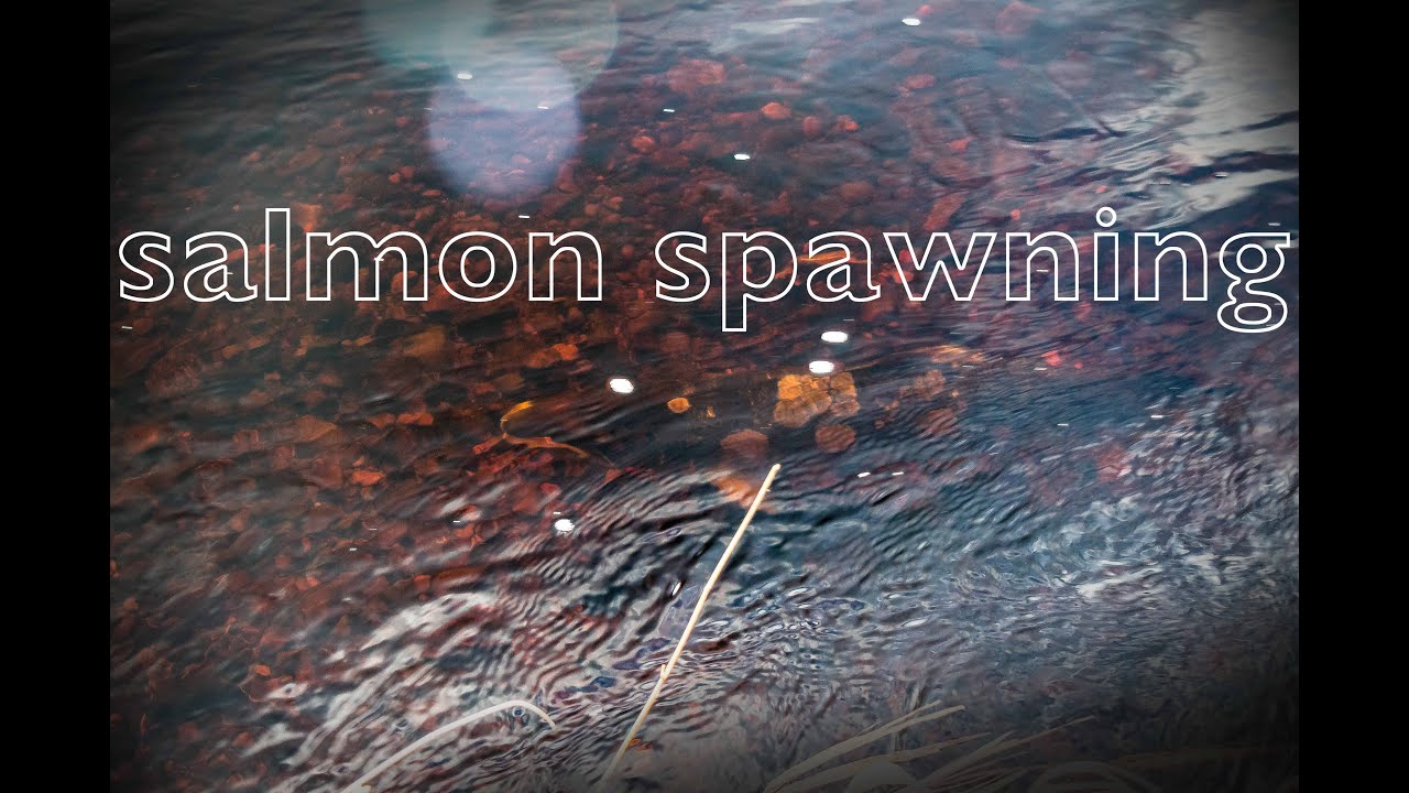 Ayrshire Rivers Trust: salmon spawning