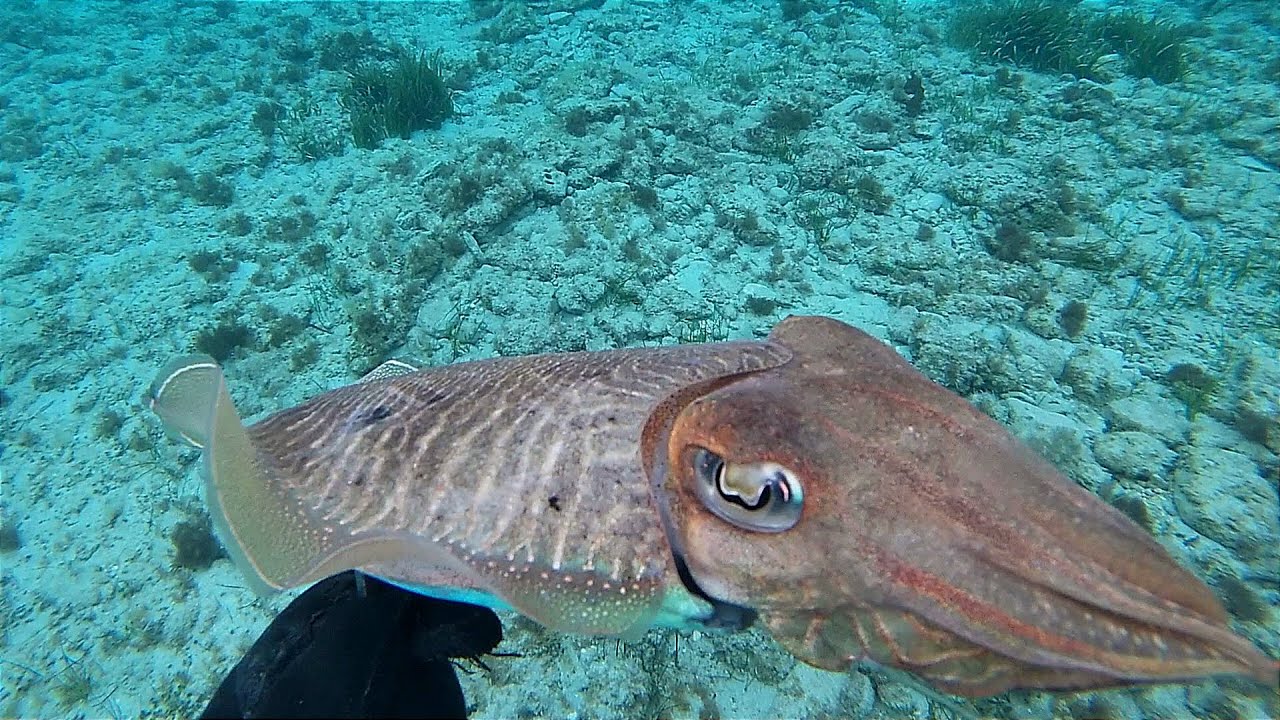 ΧΑΜΟΣ ΑΠΟ ΜΑΛΑΚΙΑ! ΣΟΥΠΙΕΣ🦑 ΚΑΙ ΧΤΑΠΟΔΙΑ🐙 ΠΑΝΤΟΥ!!! / CUTTLEFISH AND OCTOPUS EVERYWHERE!!!