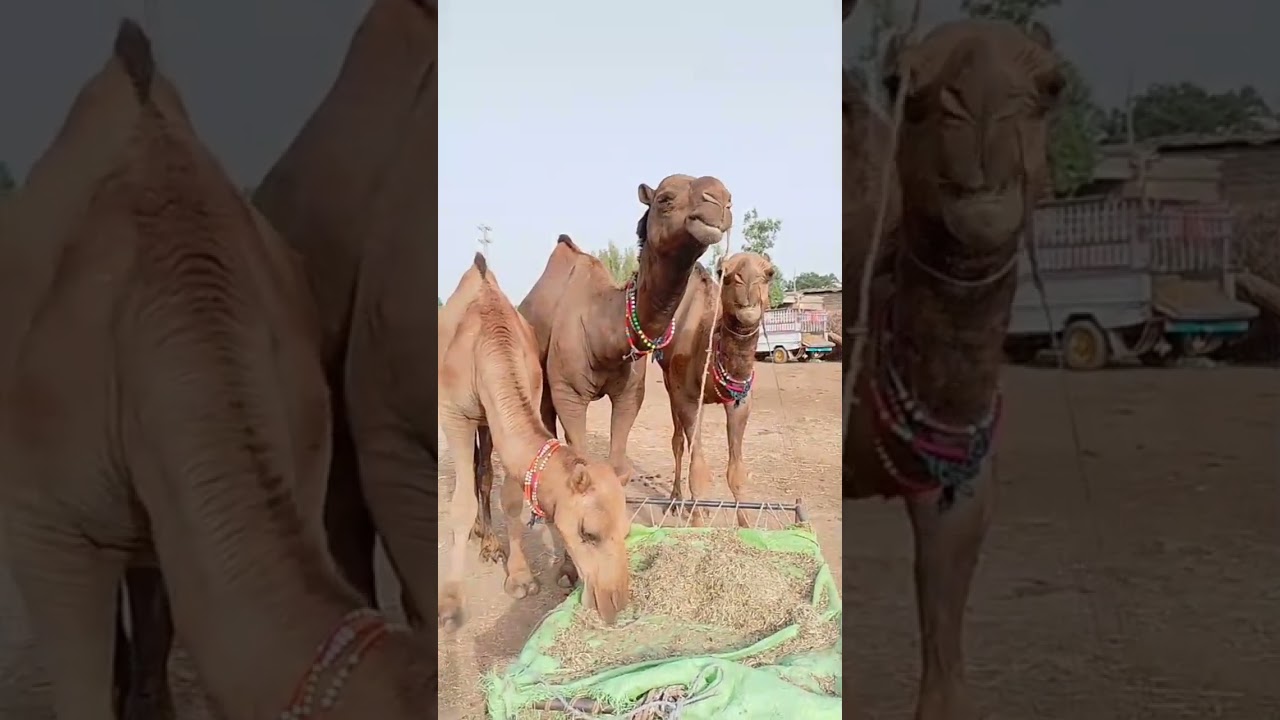 Camels grazing #Camels #Grazing#Nature #CamelLovers #ytshorts