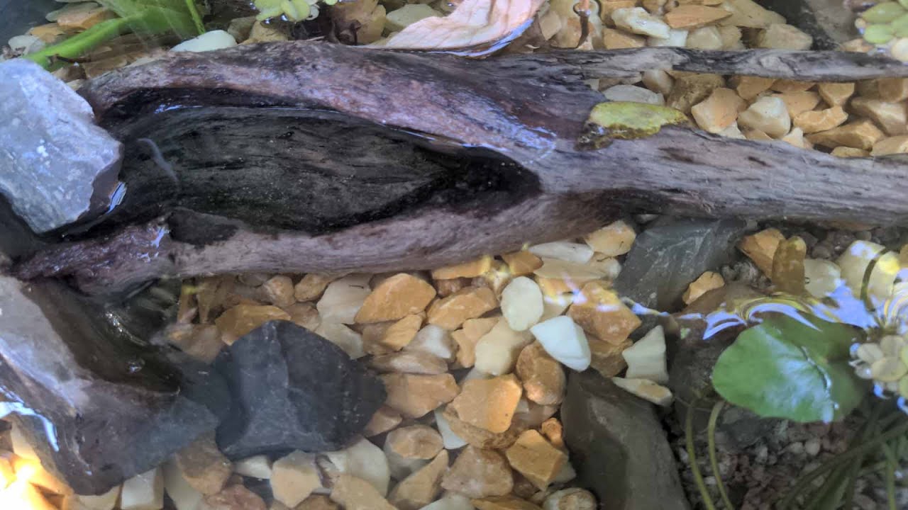 Miniteich als Vogel- und Insektentr&auml;nke anlegen