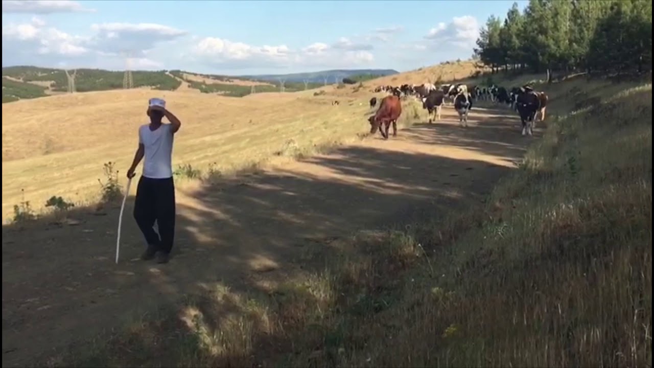 Alibeyuşağı-Olibagon