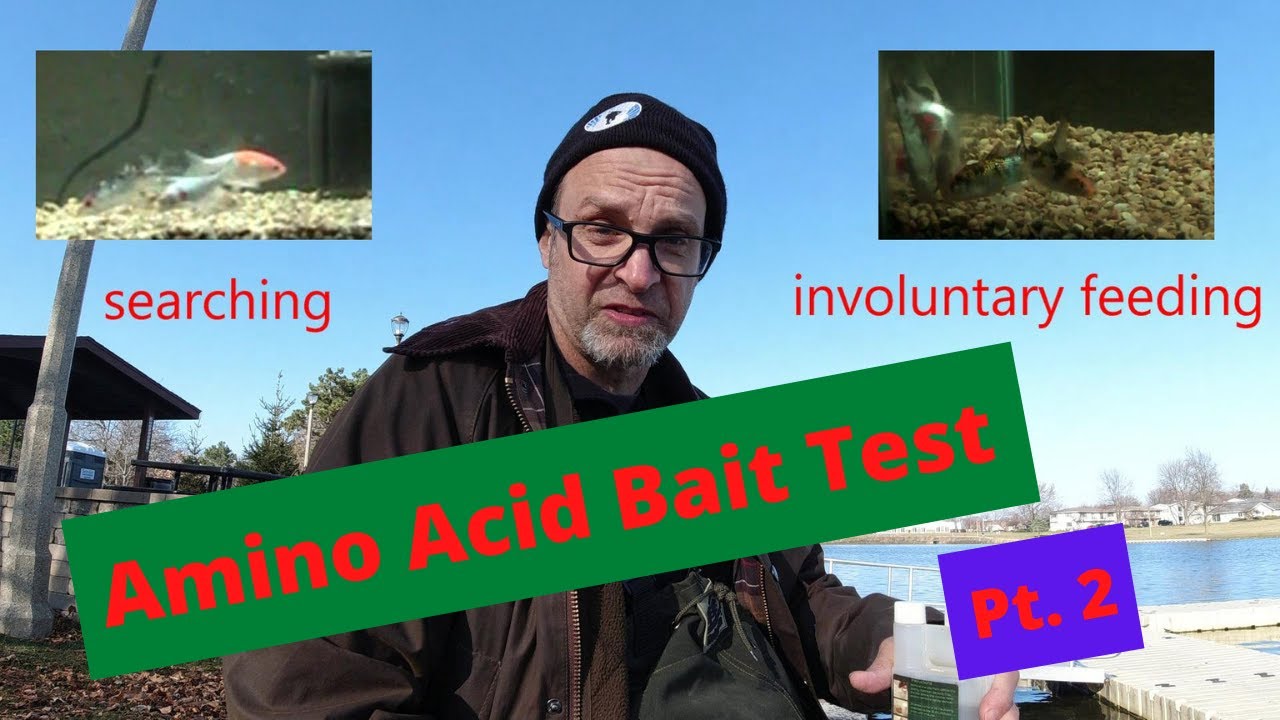 Impulse Feeding Stimulant Test - Carp fishing with amino acid dosed baits, Pt. 2