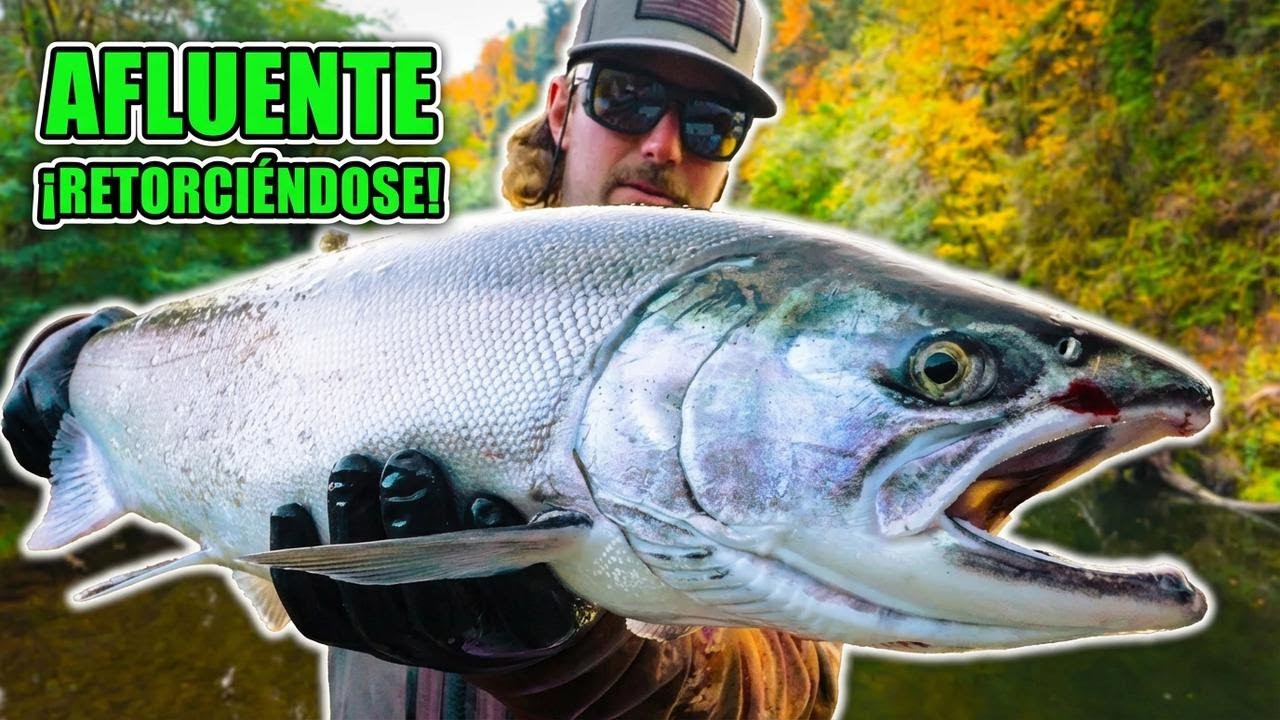 Cómo pescar salmón Coho en ríos: técnicas con spinners, huevas y más