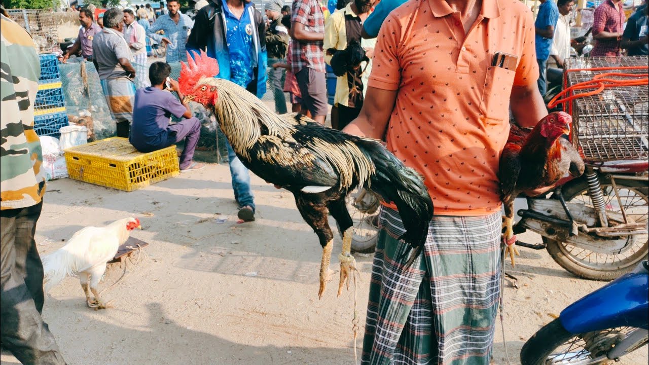 Aseel market Kundarapalli Friday market Krishnagiri informative video 19/05/2023 #aseelmarket#aseel