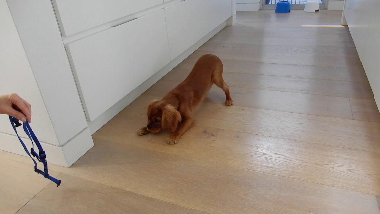 Cavalier puppy pretends not to want a walk
