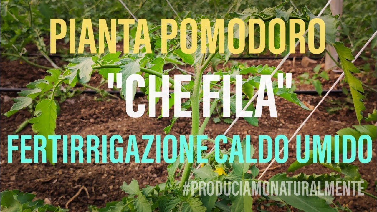Coltivazione Pomodoro | Fertirrigazione clima Caldo Umido