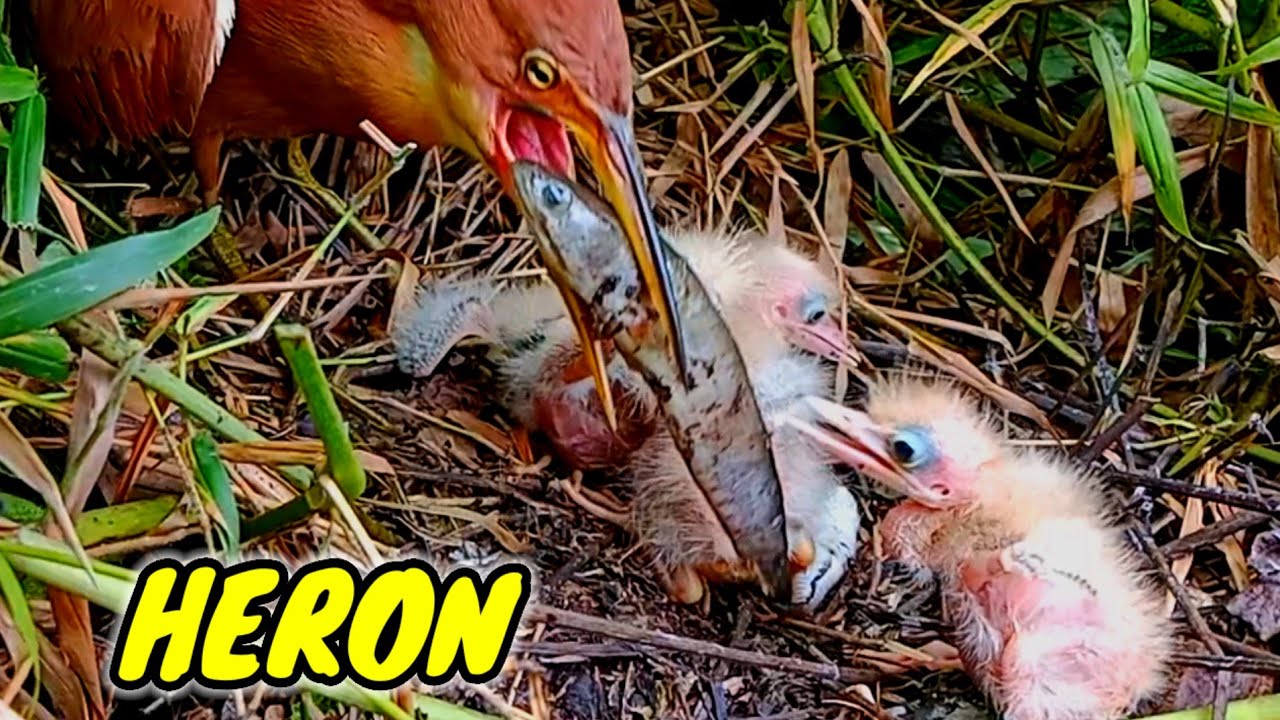 THE MOTHER HERON NURSES HER YOUNG WITH OVERZIZED FOOD