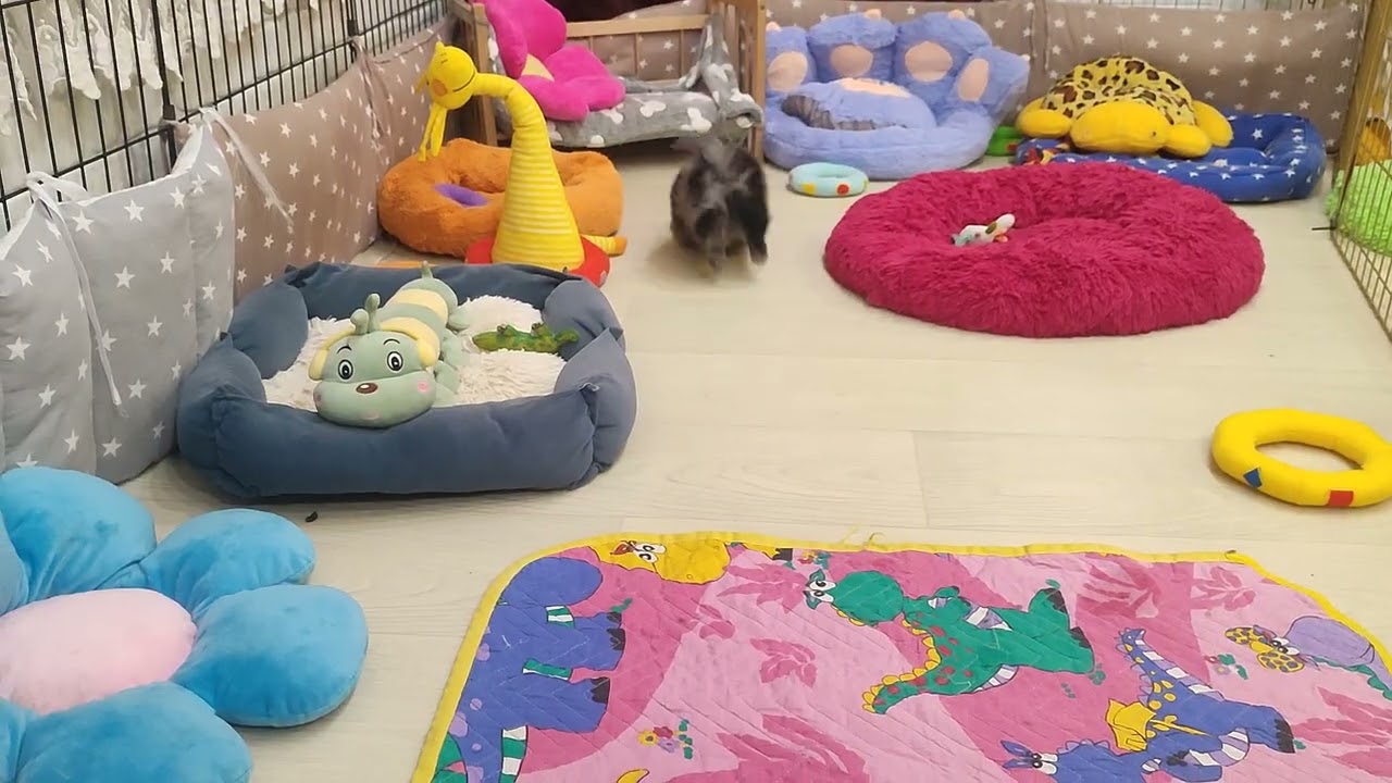 Ночные гульки в Царстве хвостиков 🥰 Продажа щеночков доставка по миру+79788972514