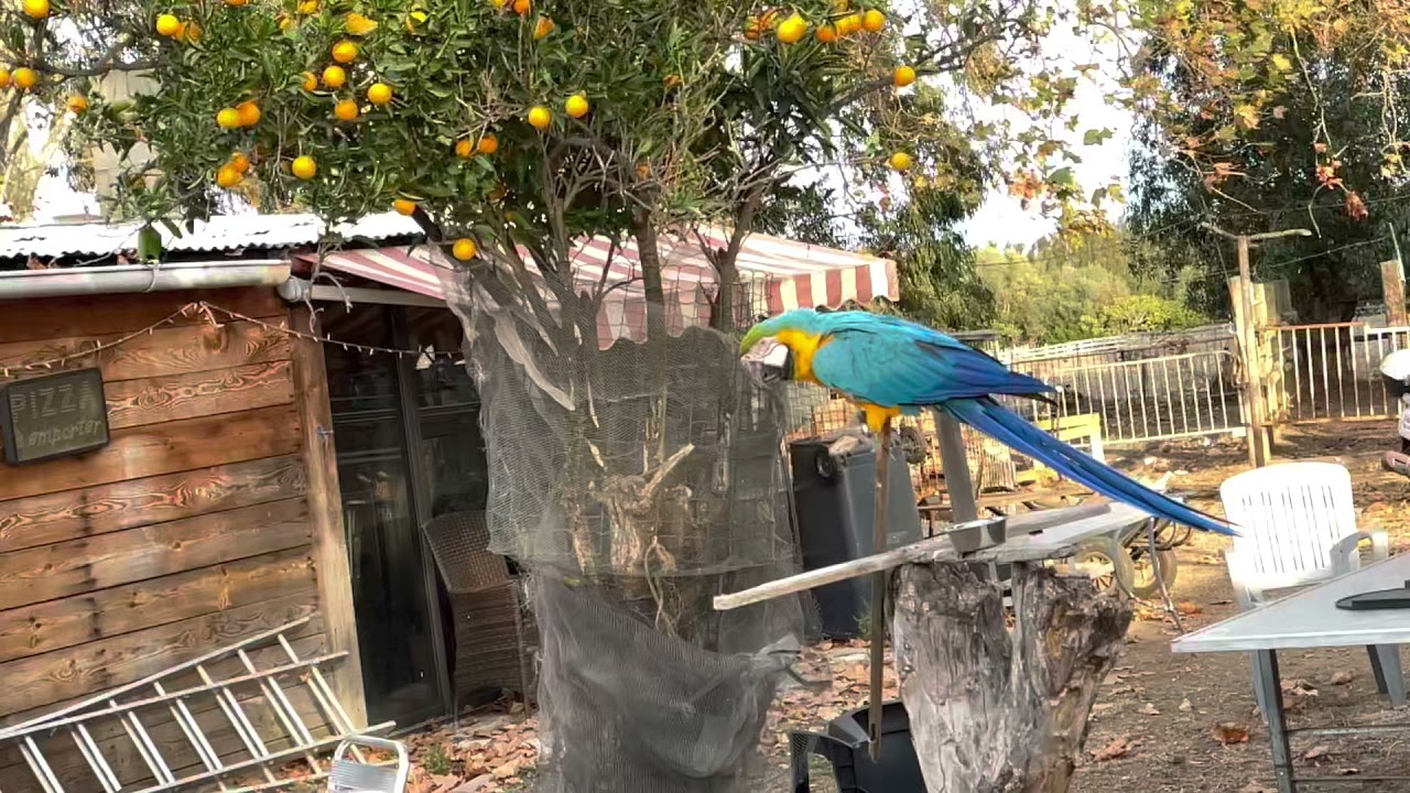 Vol libre Ara Ararauna Chloroptere Militaire Macao Cacato&egrave;s
