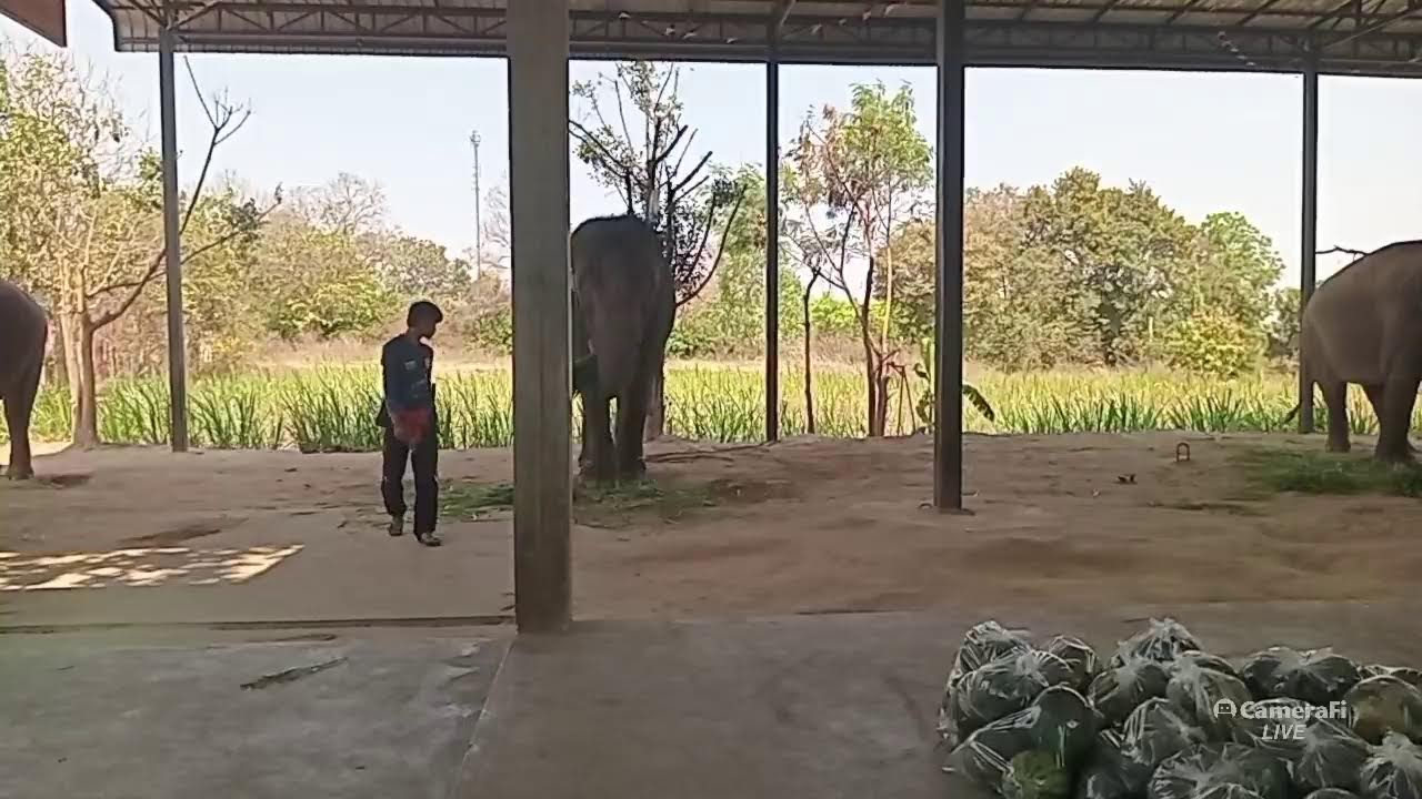 อาหารช้างราคาส่ง ส่งทุกที่🐘🌿🍌🌽🍉🙏🐘