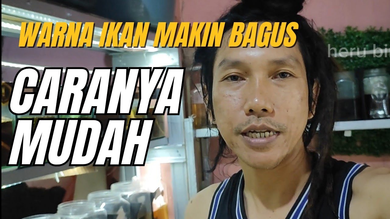 CARA AGAR WARNA IKAN CUPANG MAKIN BAGUS