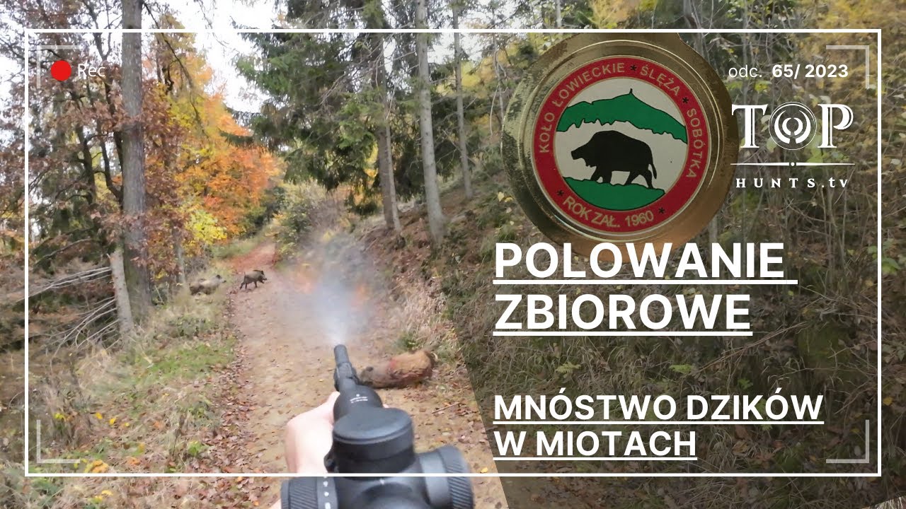 Polowanie zbiorowe na dziki i jelenie w Ślęża Sobótka. Dziki w każdym miocie!