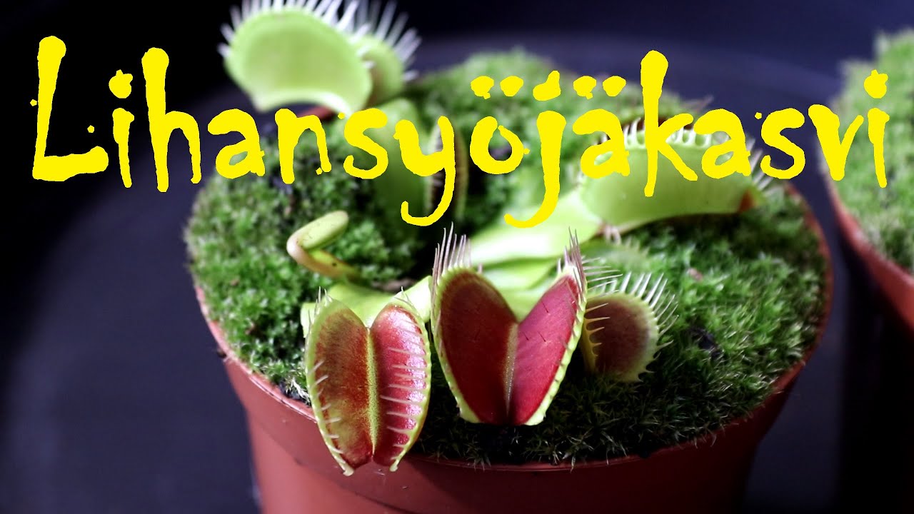 Lihansyöjäkasvi, Venus Flytrap