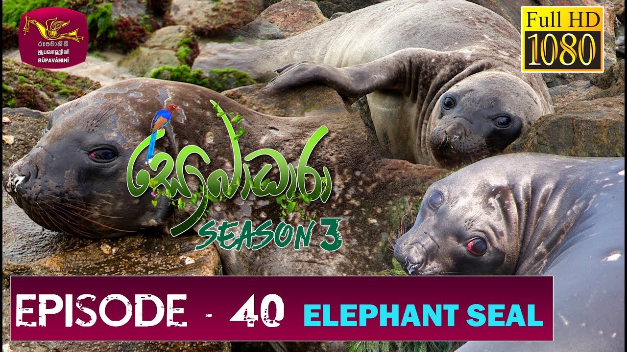 Sobadhara - Sri Lanka Wildlife Documentary | 2019-12-27 | Elephant Seal ( සීල් මත්ස්‍යා )