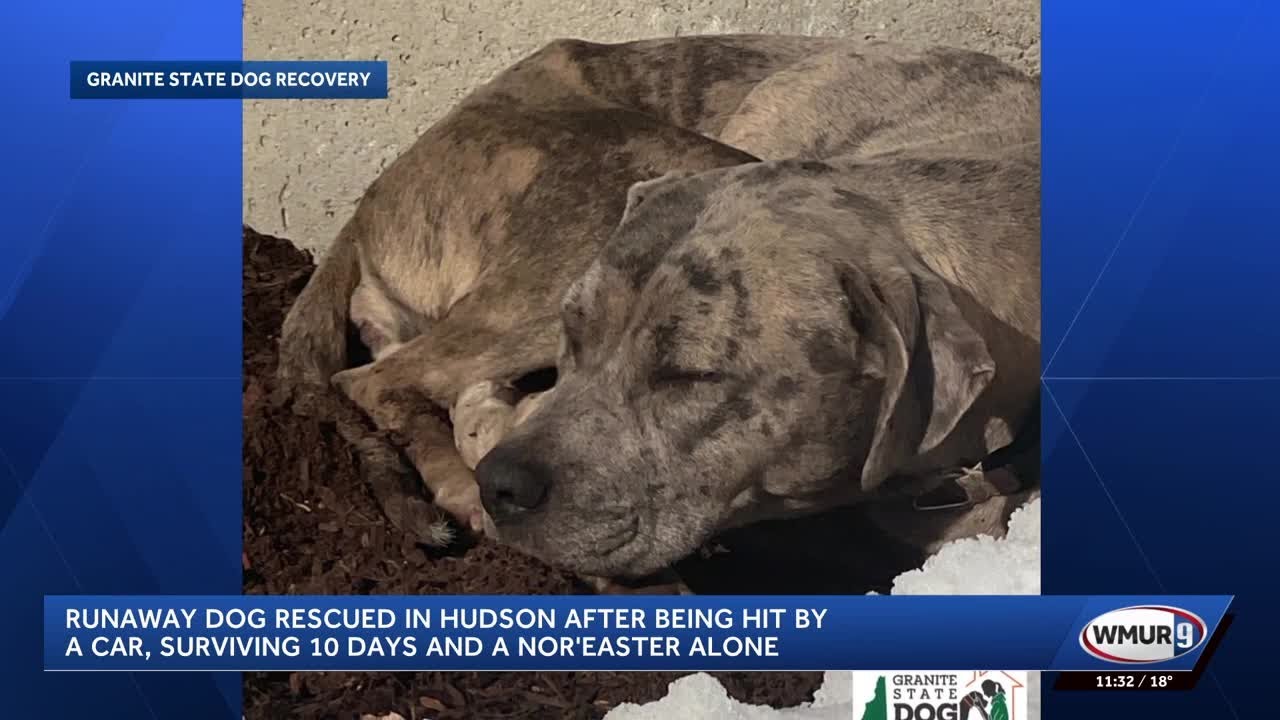 Runaway dog rescued in Hudson after being hit by a car, surviving 10 days alone in snow