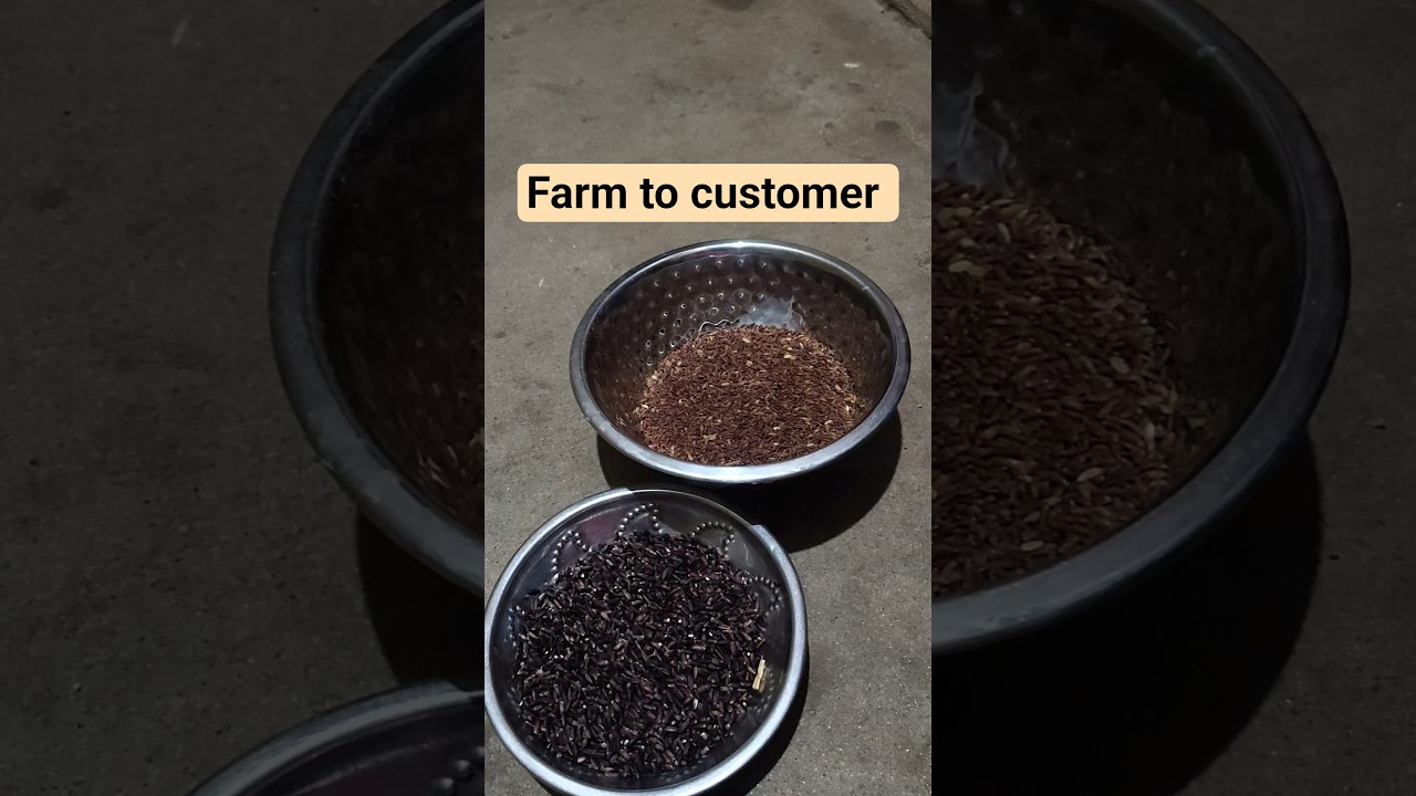 Ancient Rice Varieties &mdash;Direct to Customer 🌾