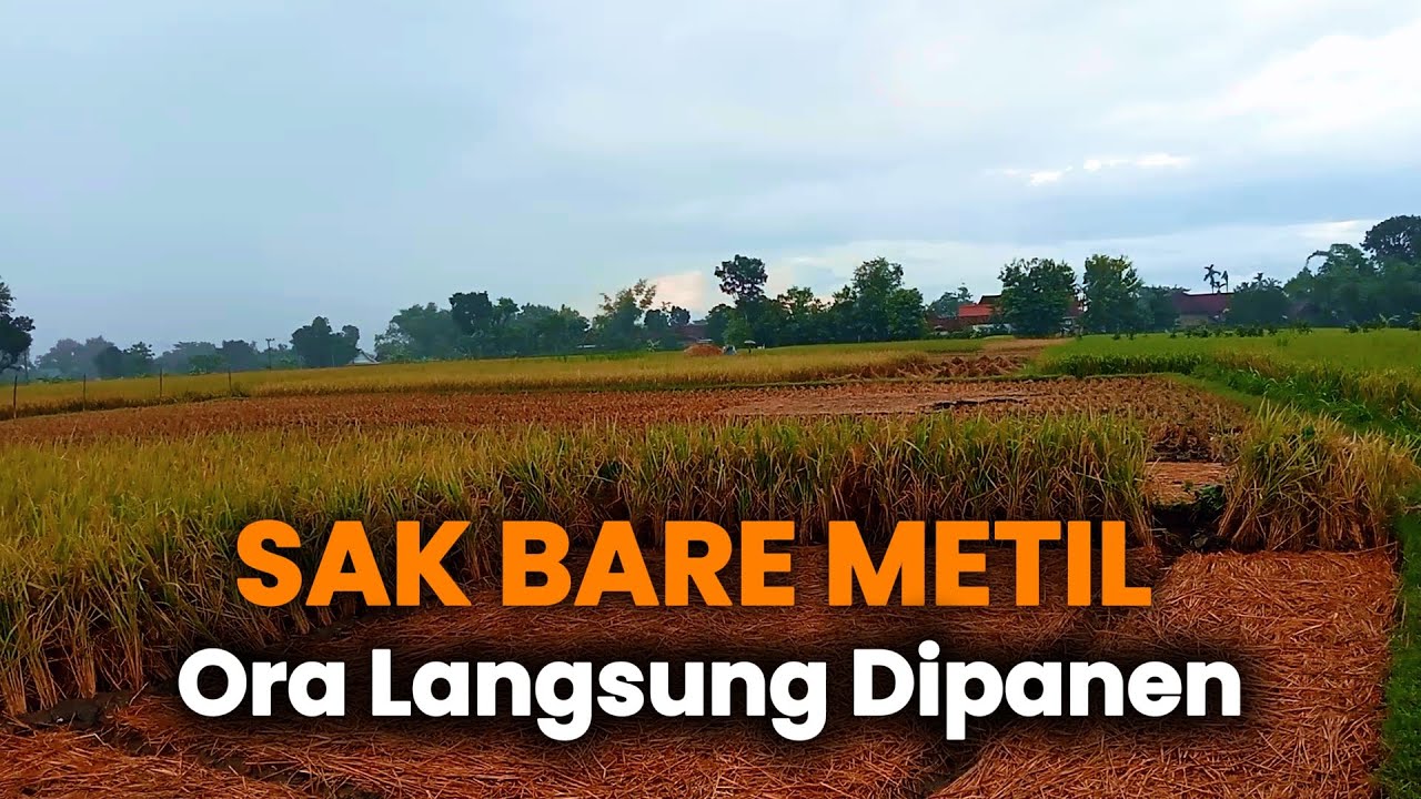 ORA OLEH LANGSUNG DIPANEN! Crita Sak Bare Metil Ning Sawah🌾