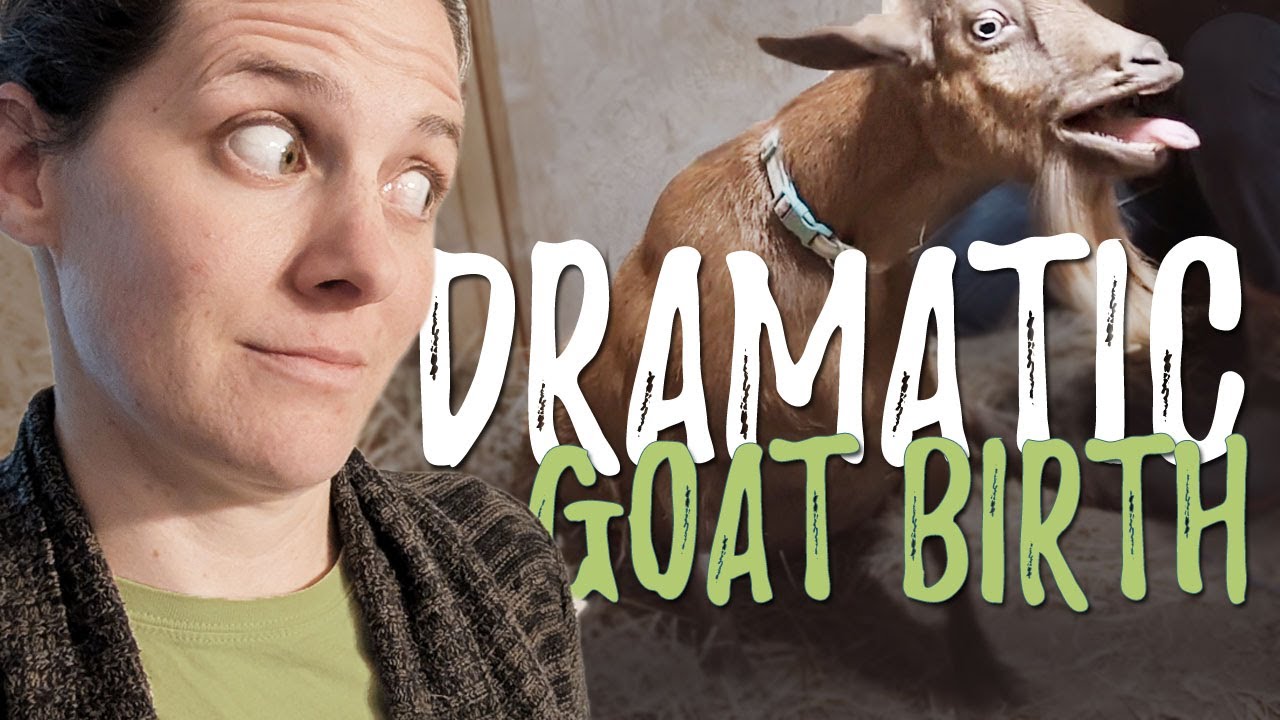 The Most DRAMATIC Goat Birth Ever...