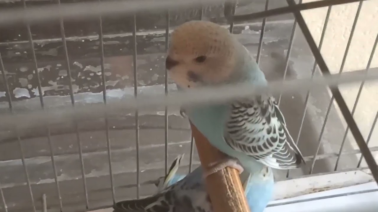 Calopsita, periquitos australianos e canários #birds #aves #parrot