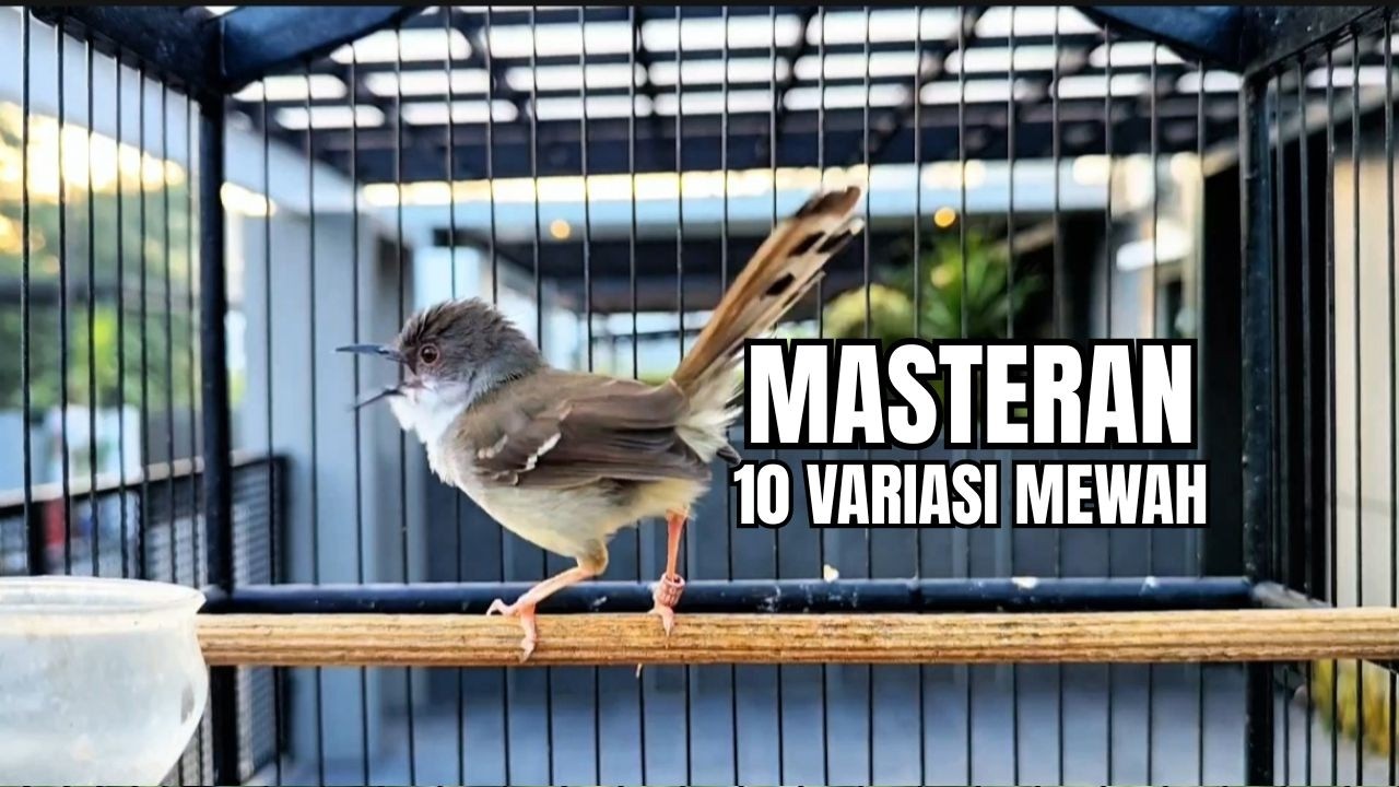 suara burung CIBLEK GACOR NGEBREN Pancingan Ciblek Semi bahan jadikan ciblek kristal gacor Tarung
