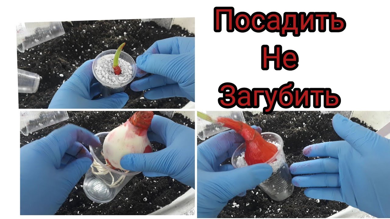 ГИППЕАСТРУМЫ. Посадка по правилам!!!
