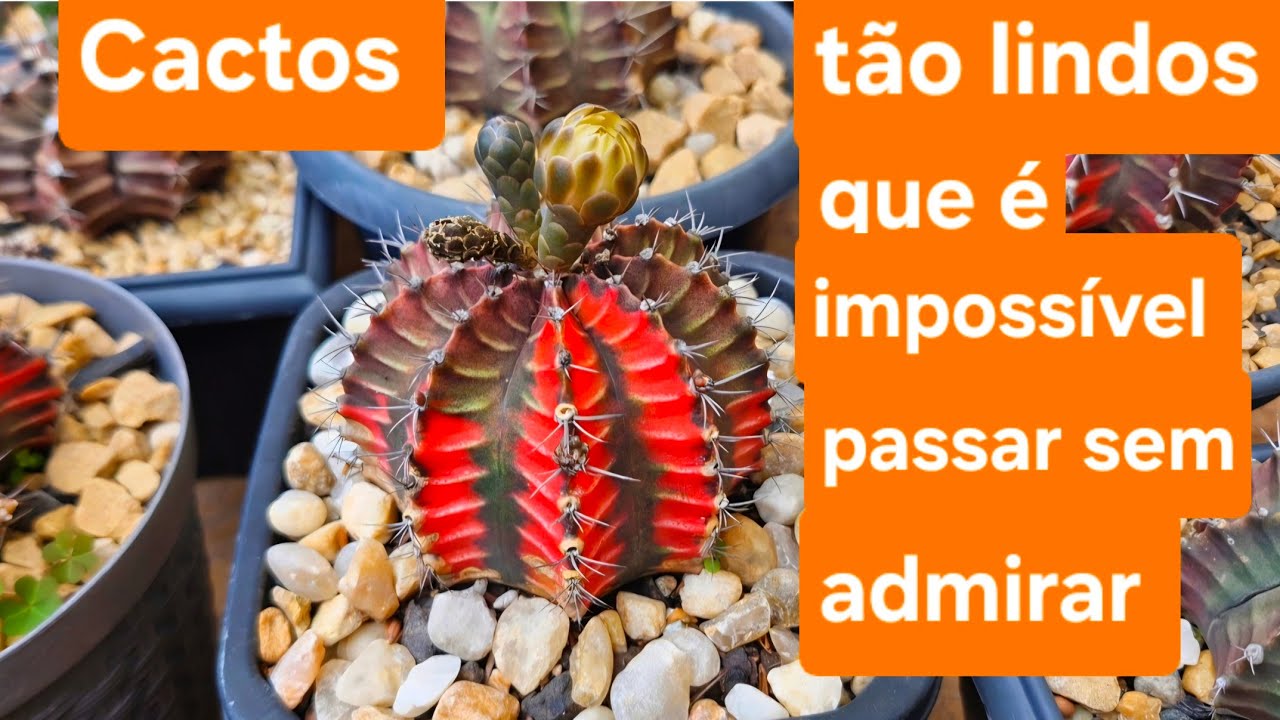 Cactos  tão lindos, que é impossível passar sem admirar!