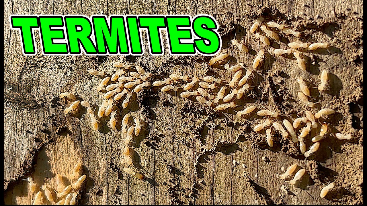 Termites Eating Wood Time Lapse