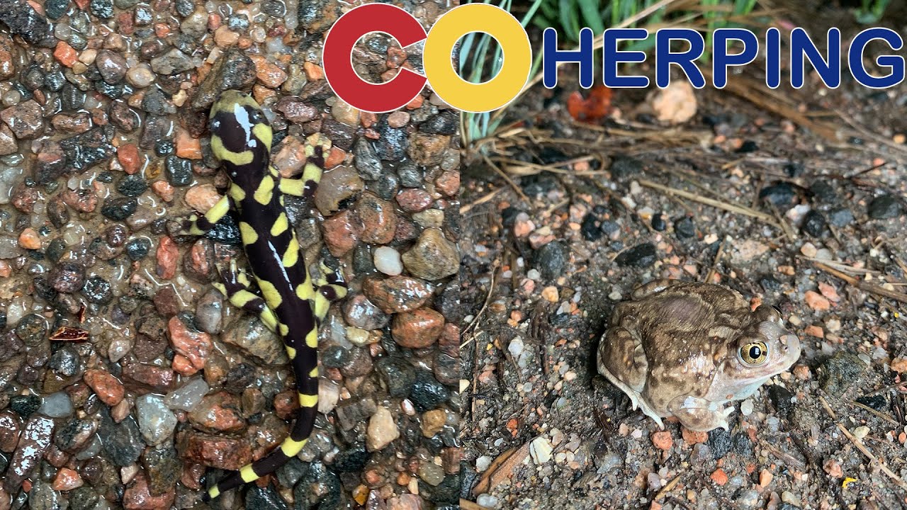 30 Tiger Salamanders in one night near Denver, CO