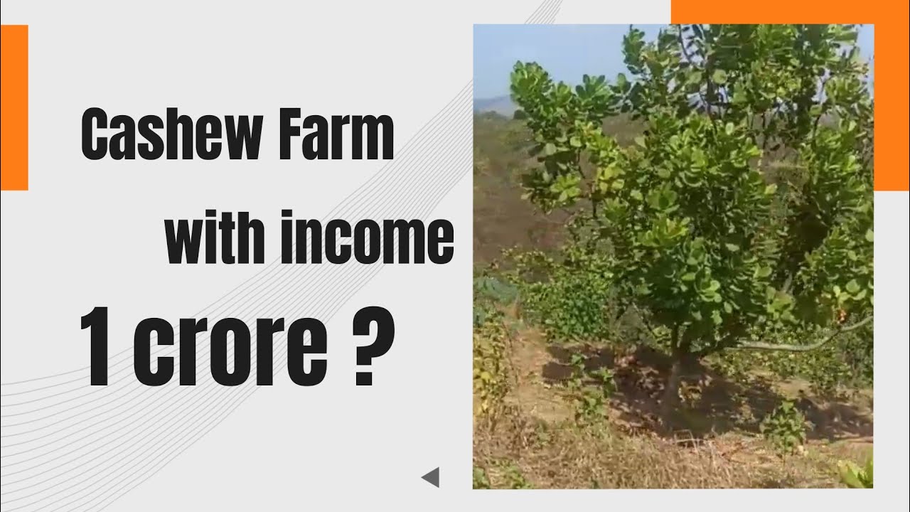 ID  166/15 This Cashew farm can it get income of Rs 1 crore ? 9371129848