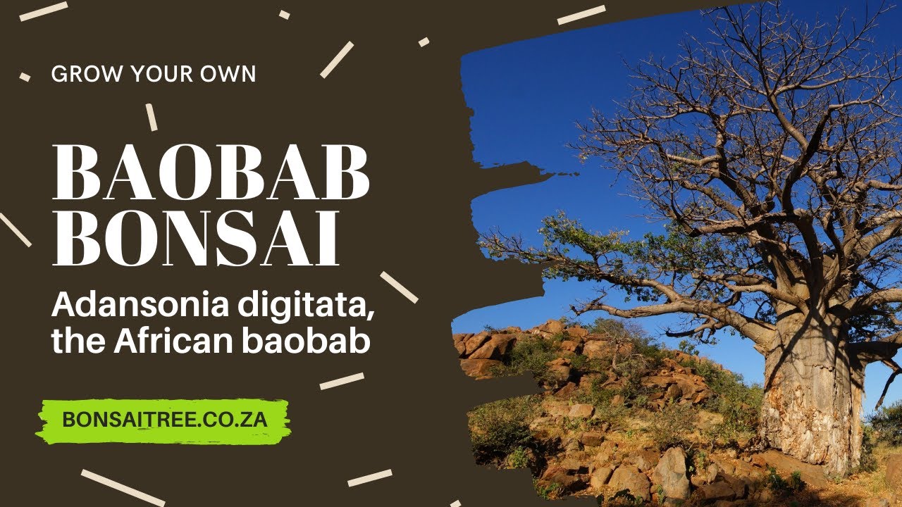 Baobab Starter Kit
