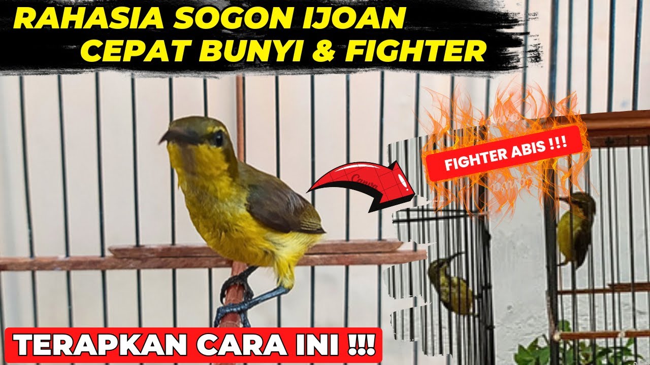 TIPS AGAR SOGON IJOAN CEPAT BUNYI & BERMENTAL FIGHTER❗