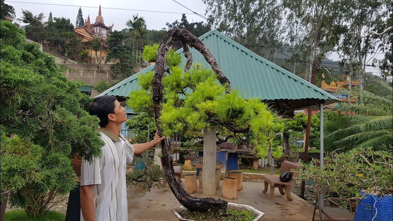 SH.3202.Báo giá cây Thông 80tr tại vườn Quang Thành. Đà Lạt.
